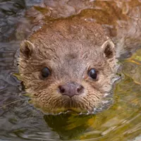 Otter im Wasser